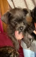 Elsa, a female Yorkipoo for sale in Glencoe, MN – 3 of 5