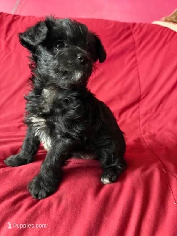 Annie – Yorkipoo puppy for sale in Glencoe, MN