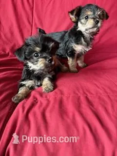 Adele – Yorkipoo puppy for sale in Glencoe, MN