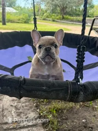 Stoney AKC – French Bulldog puppy for sale in Glencoe, MN