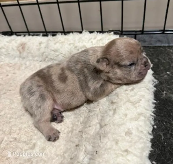 Stoney – French Bulldog puppy for sale in Glencoe, MN