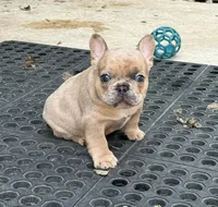 Blue Fawn Merle, a male French Bulldog for sale in Glencoe, MN – 4 of 8