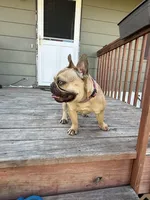 Carmel, a female French Bulldog for sale in Glencoe, MN – 6 of 6