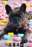 Flash, a male French Bulldog for sale in Glencoe, MN – 6 of 6