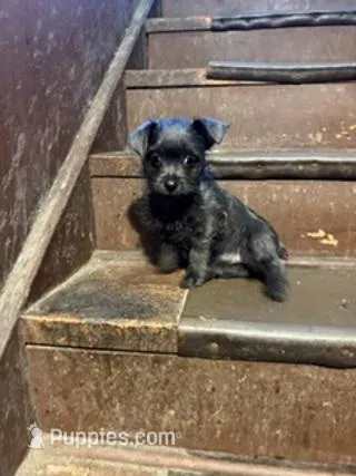 Steele – Yorkipoo puppy for sale in Glencoe, MN