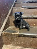 Steele, a female Yorkipoo for sale in Glencoe, MN – 1 of 2