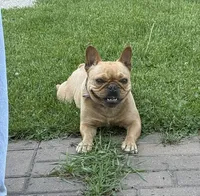 Flash, a male French Bulldog for sale in Glencoe, MN – 5 of 6