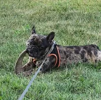 Stoney, a male French Bulldog for sale in Glencoe, MN – 4 of 4