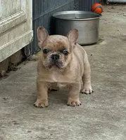 Blue Fawn Merle, a male French Bulldog for sale in Glencoe, MN – 2 of 8