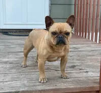Blue Fawn Merle, a male French Bulldog for sale in Glencoe, MN – 8 of 8