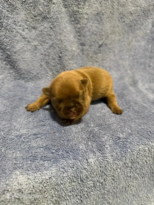 Blue Fawn – French Bulldog puppy for sale in Glencoe, MN