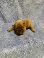 Blue Fawn, a female French Bulldog for sale in Glencoe, MN – 1 of 5