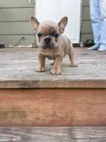 Blue Fawn Merle, a male French Bulldog for sale in Glencoe, MN – 6 of 8