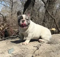 Blue Fawn Merle, a male French Bulldog for sale in Glencoe, MN – 7 of 8