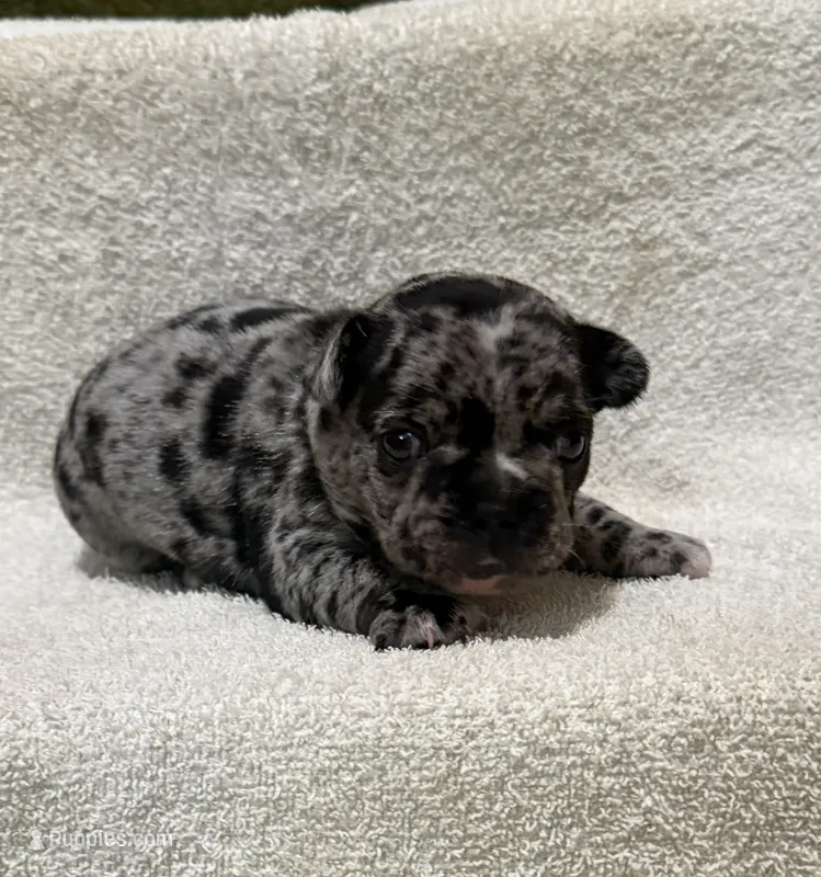 Flash – French Bulldog puppy for sale in Glencoe, MN