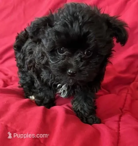 Pepper – Yorkipoo puppy for sale in Glencoe, MN