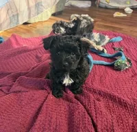 Pepper, a female Yorkipoo for sale in Glencoe, MN – Photo 2 of 3