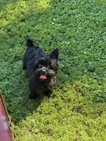 Pepper, a female Yorkipoo for sale in Glencoe, MN – Photo 3 of 3