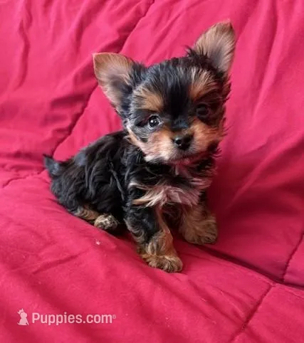 Flash – Yorkipoo puppy for sale in Glencoe, MN