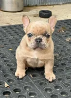 Blue Fawn Merle, a male French Bulldog for sale in Glencoe, MN – 1 of 8