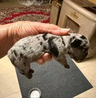 Flash, a male French Bulldog for sale in Glencoe, MN – 2 of 6