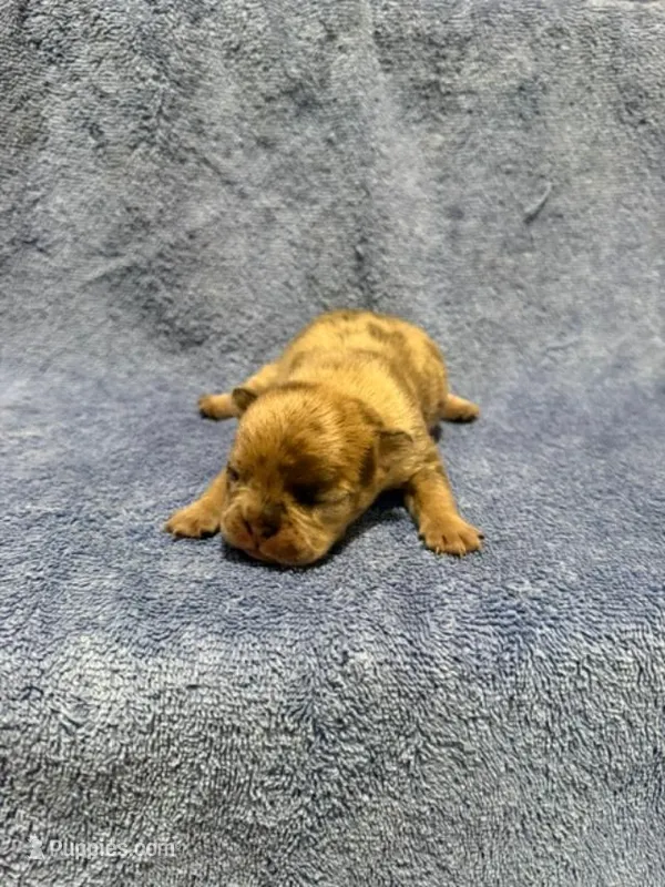 Stoney – French Bulldog puppy for sale in Glencoe, MN