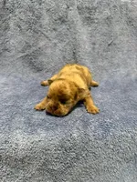 Stoney, a male French Bulldog for sale in Glencoe, MN – 1 of 4