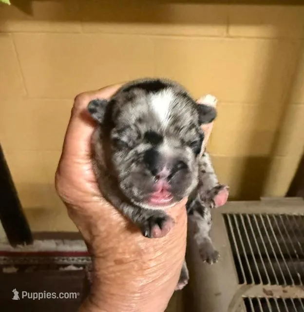 Flash – French Bulldog puppy for sale in Glencoe, MN