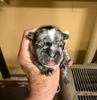 Flash, a male French Bulldog for sale in Glencoe, MN – 1 of 6
