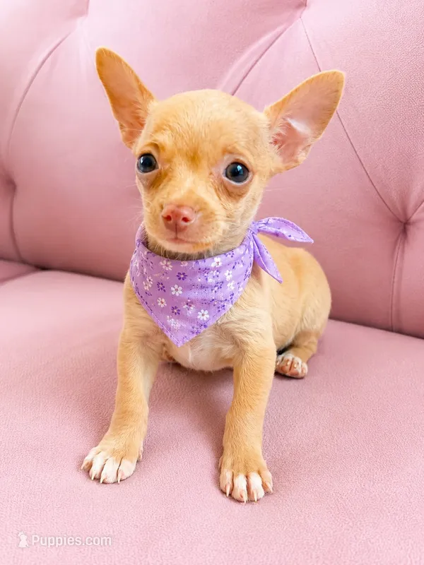 Honey 1,5 pounds – Chihuahua puppy for sale in Fountain Valley, CA