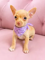Honey 1,5 pounds, a female Chihuahua for sale in Fountain Valley, CA – 1 of 1