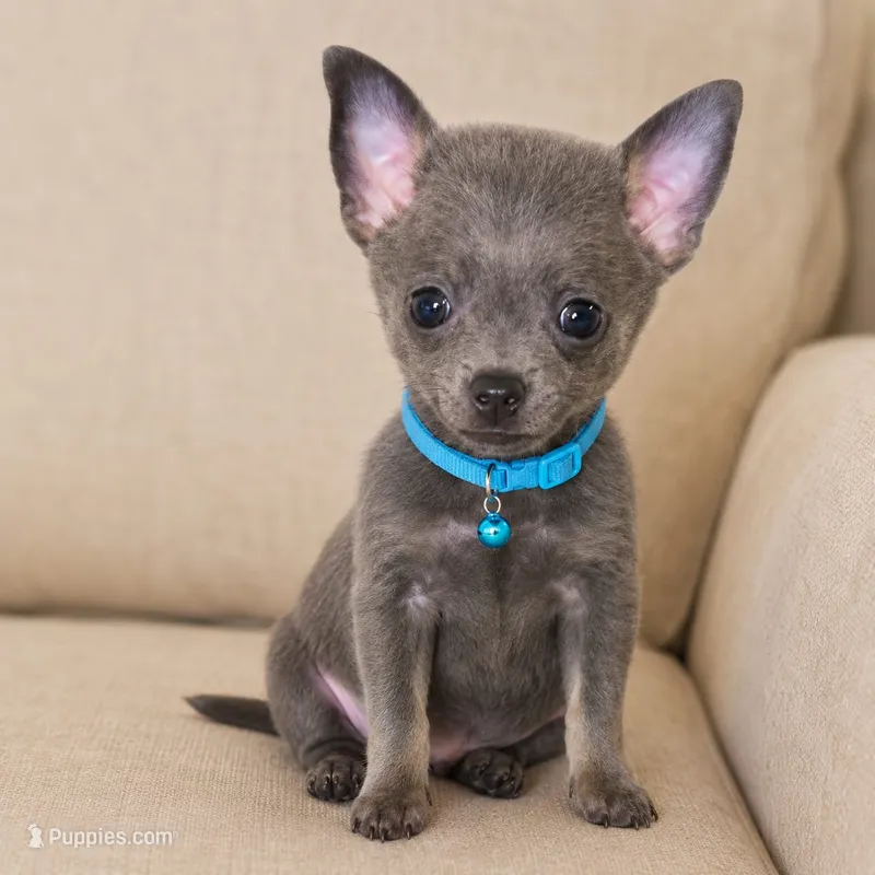 Blue – Chihuahua puppy for sale in Fountain Valley, CA