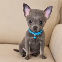 Blue, a male Chihuahua for sale in Fountain Valley, CA – 1 of 1