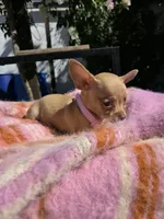 Paris, a female Chihuahua for sale in Santa Ana, CA – 6 of 8