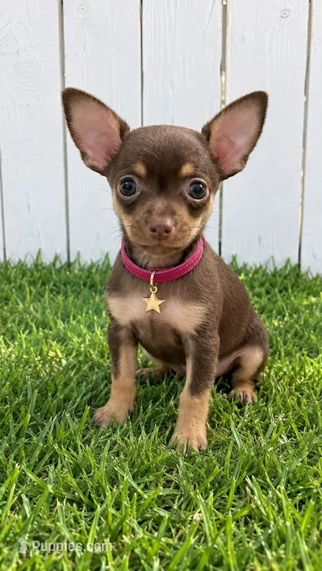 London 1 pound – Chihuahua puppy for sale in Santa Ana, CA