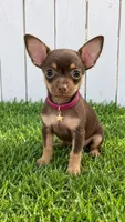 London 1 pound, a female Chihuahua for sale in Santa Ana, CA – 1 of 1
