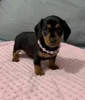 Molly , a female Miniature Dachshund for sale in Santa Ana, CA – 2 of 4