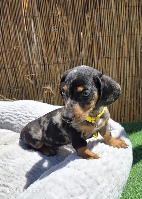 Oreo – Dachshund, Miniature Dachshund puppy for sale in Santa Ana, CA