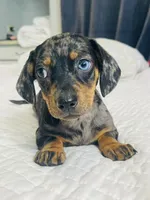 Blue , a male Miniature Dachshund for sale in Santa Ana, CA – 5 of 5