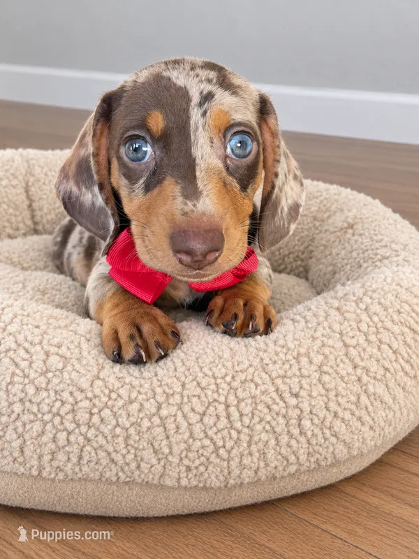 Resses – Miniature Dachshund puppy for sale in Vista, CA