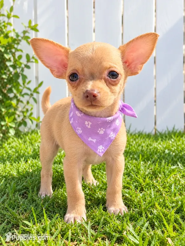 Paris, a female Chihuahua for sale in Santa Ana, CA – 1 of 8