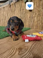 Cosmos , a male Miniature Dachshund for sale in Santa Ana, CA – 1 of 7