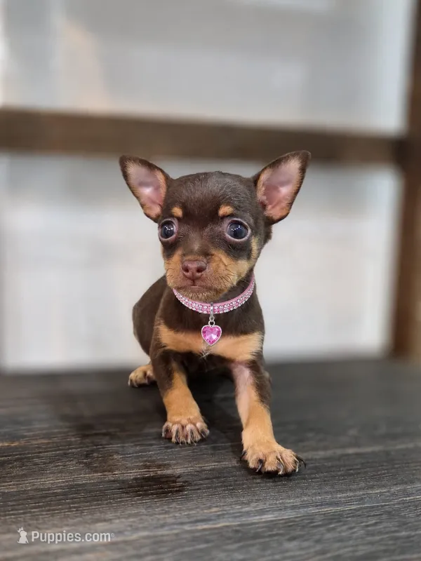 London – Chihuahua puppy for sale in Fountain Valley, CA
