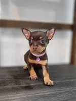 London, a female Chihuahua for sale in Fountain Valley, CA – 1 of 1