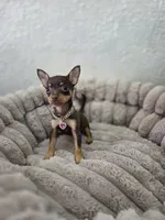 Paris, a female Chihuahua for sale in Fountain Valley, CA – 3 of 7