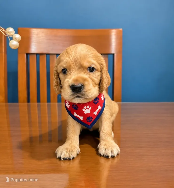 Teddy  – English Cocker Spaniel puppy for sale in Santa Ana, CA