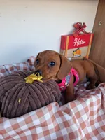 Cinnamon, a female Miniature Dachshund for sale in Santa Ana, CA – 3 of 3