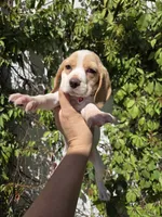 Honey, a female Beagle for sale in Santa Ana, CA – 3 of 8