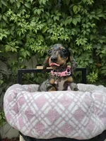Sunshine, a female Miniature Dachshund for sale in Vista, CA – 9 of 9