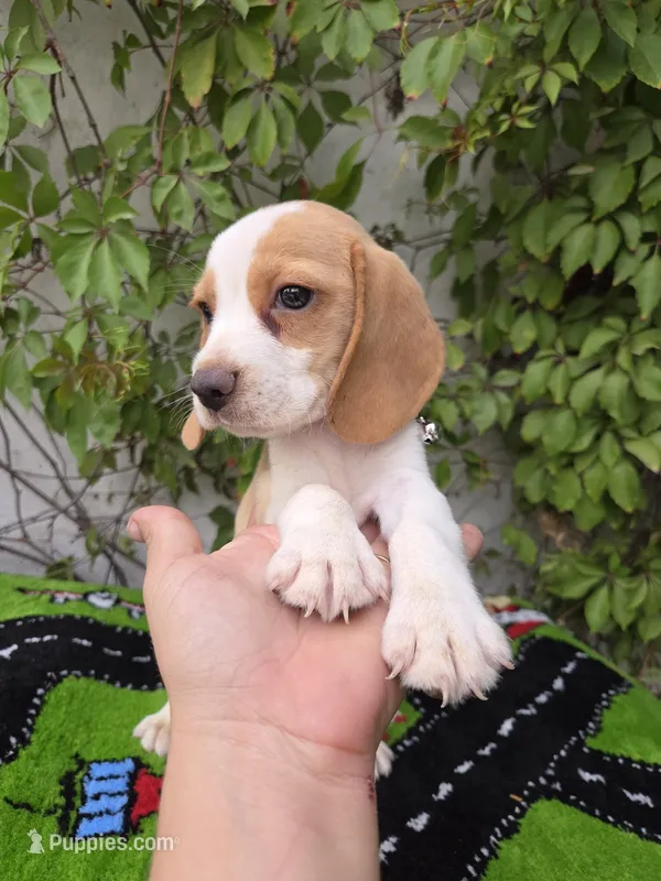 Peanut – Beagle puppy for sale in Santa Ana, CA